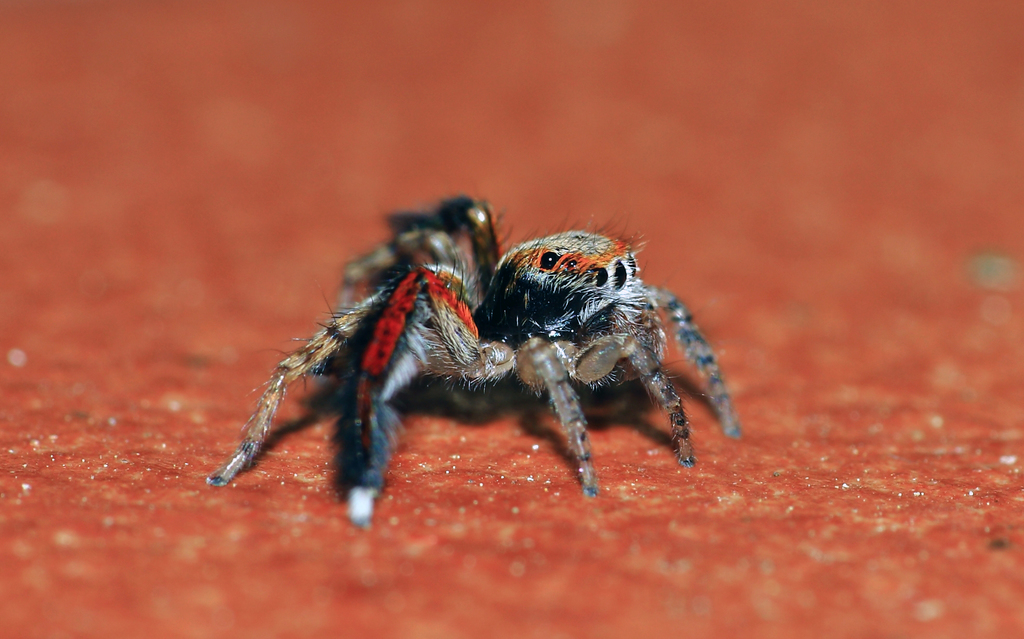 Saitis Banner-legged Jumping Spiders