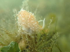 Sakuraeolis enosimensis