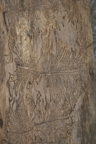 Ash Bark Beetle photo 2