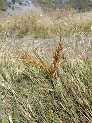 Aciphylla anomala