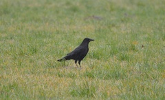 Corvus corone
