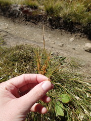 Aciphylla anomala