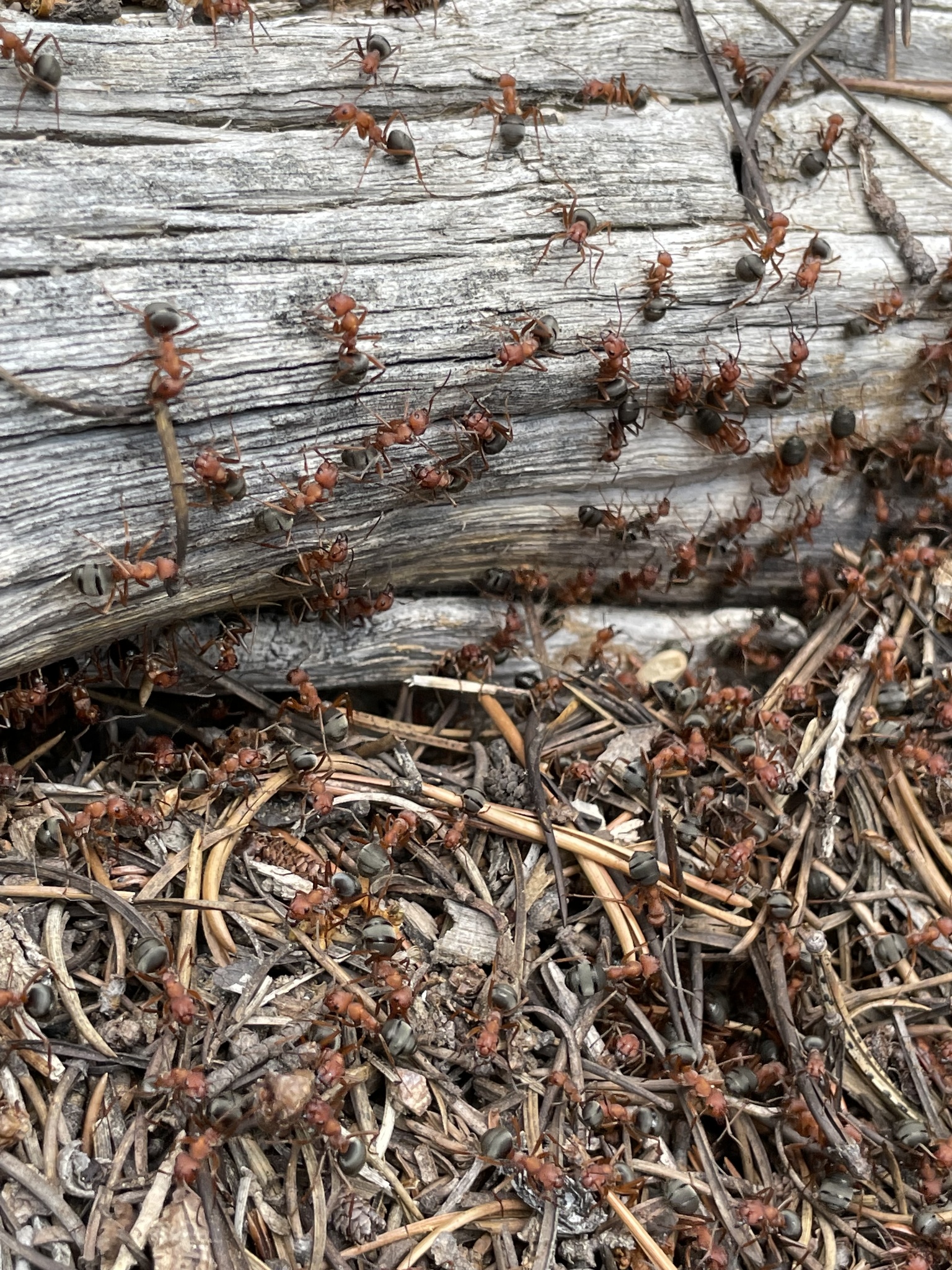 Formica coloradensis