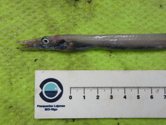 Arctozenus risso