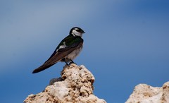 Tachycineta thalassina