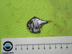 Argyropelecus aculeatus