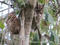 Megascops guatemalae