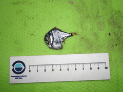 Argyropelecus aculeatus