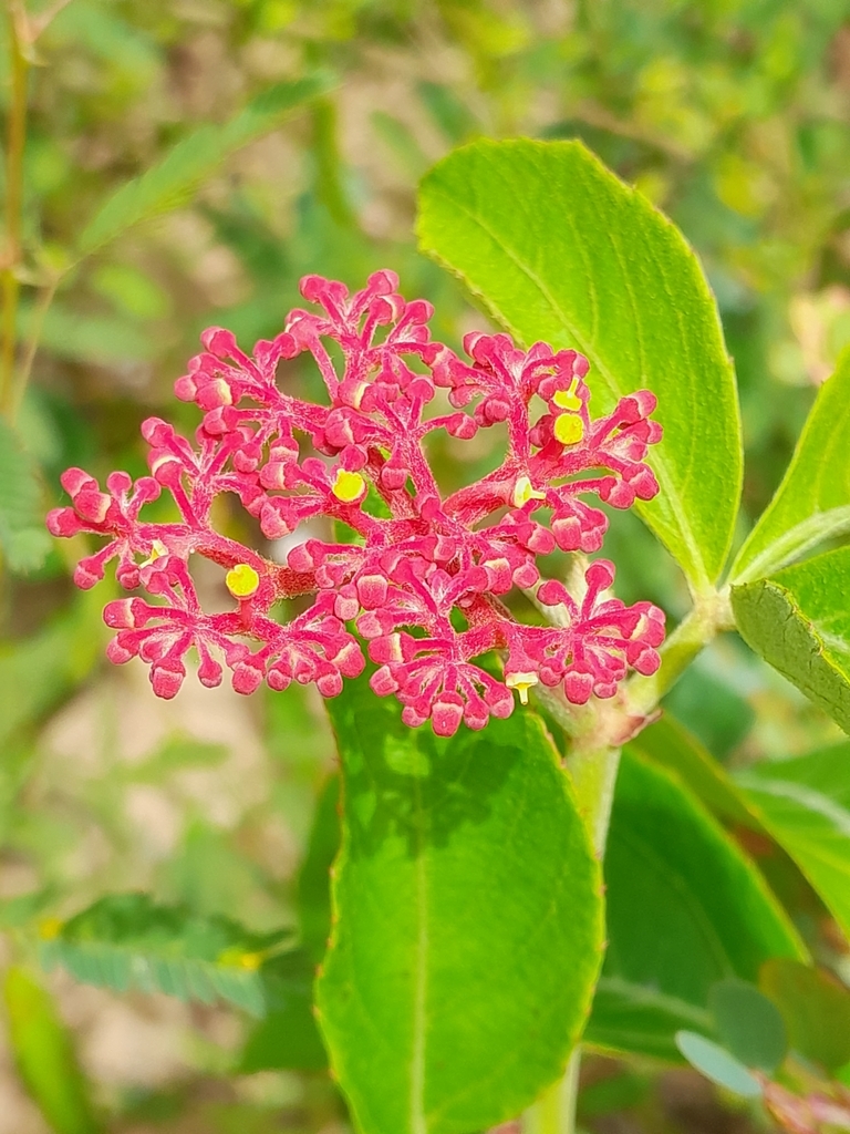 Cissus spinosa