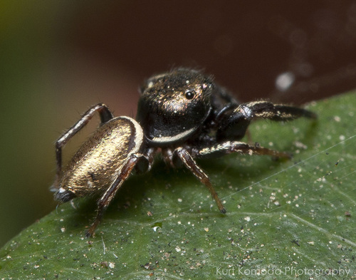 Buttonhook Leafbeetle Jumping Spider