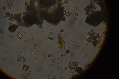 Cymbella