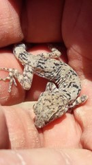 Phyllodactylus gerrhopygus