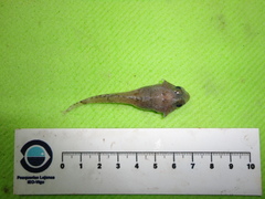 Artediellus atlanticus