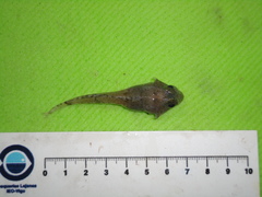 Artediellus atlanticus