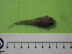 Artediellus atlanticus