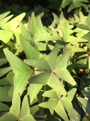 Oxalis intermedia