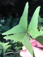 Oxalis intermedia