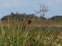 Amblyramphus holosericeus
