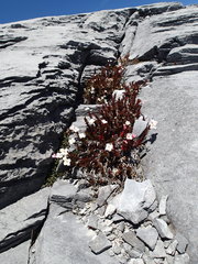 Epilobium vernicosum