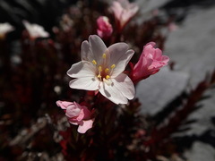 Epilobium vernicosum