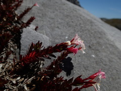 Epilobium vernicosum