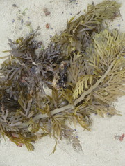 Carpophyllum plumosum