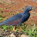 Rufous-bellied Heron - Photo (c) mikeloomis, some rights reserved (CC BY-NC), uploaded by mikeloomis
