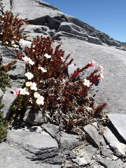 Epilobium vernicosum