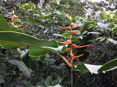 Heliconia latispatha image