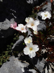 Epilobium vernicosum
