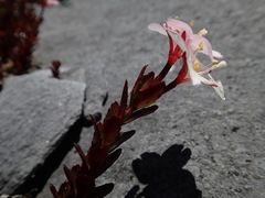 Epilobium vernicosum