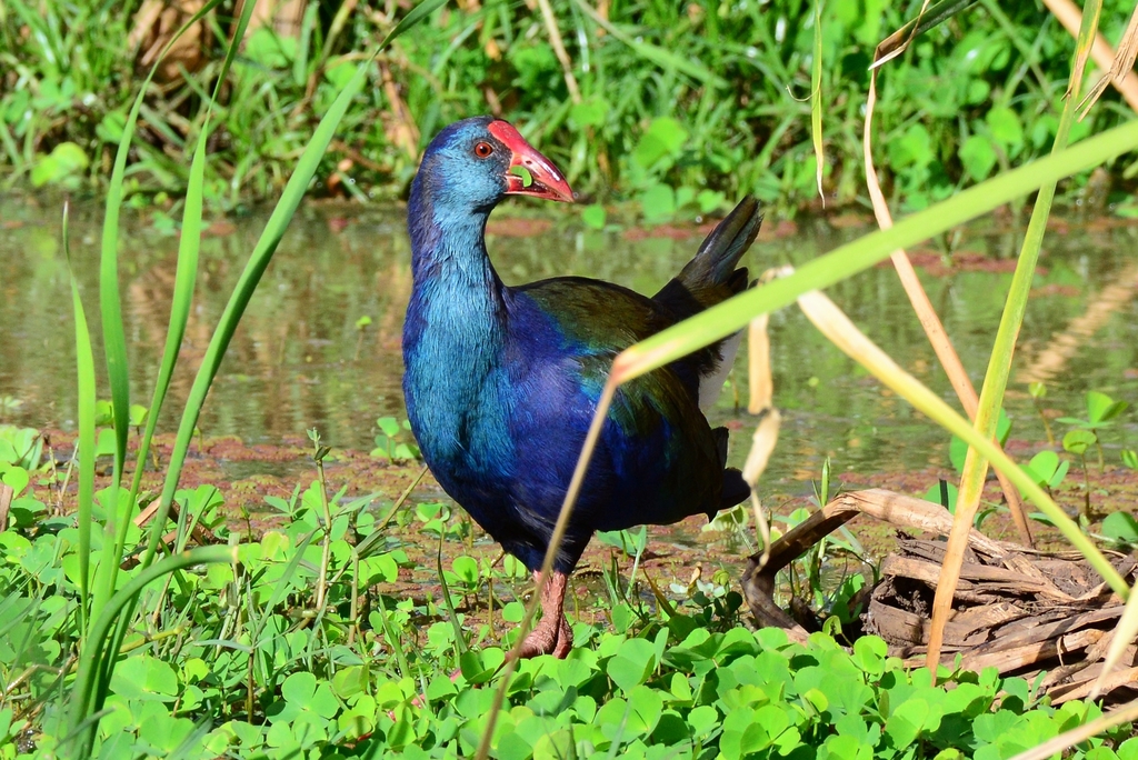 African Swamphen (Porphyrio madagascariensis) photo