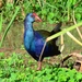 African Swamphen - Photo (c) mikeloomis, some rights reserved (CC BY-NC), uploaded by mikeloomis