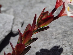 Epilobium vernicosum
