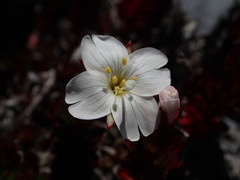 Epilobium vernicosum