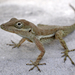 Anguilla Anole - Photo (c) Marc AuMarc, some rights reserved (CC BY-NC-ND)
