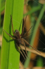 Dolomedes plantarius