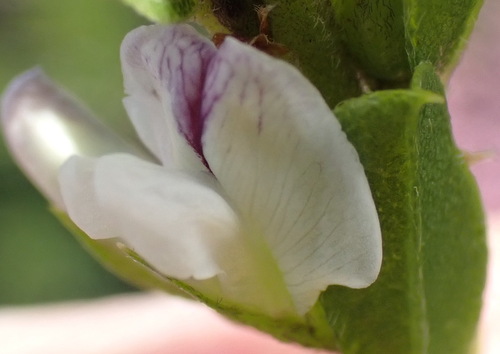 Largesepal Dottypea (Psoralea heterosepala)