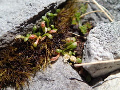 Montia drucei