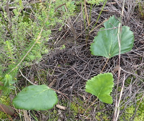 Image of Pelargonium pulverulentum by (c) Nicola van Berkel, some rights reserved (CC BY-SA)
