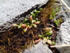 Montia drucei