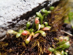 Montia drucei