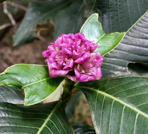 Palicourea colorata, photograph 1