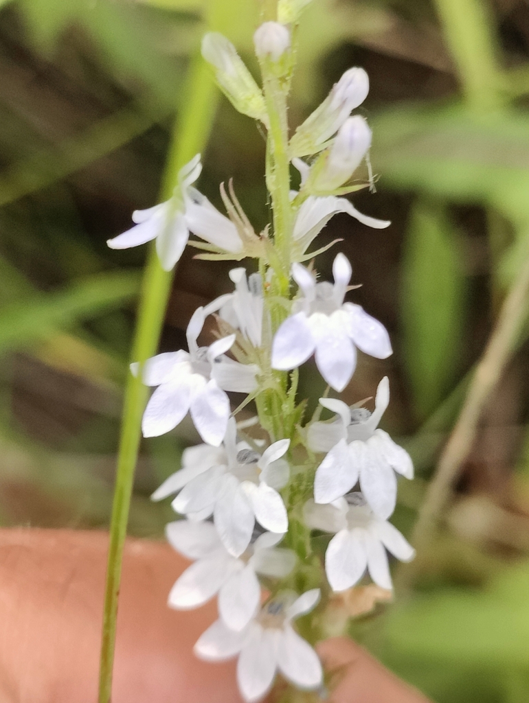 pale-spiked lobelia from Woodbury, ND 58401, USA on July 11, 2023 at 09 ...