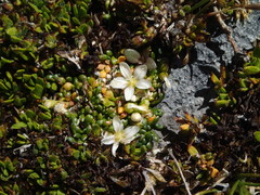 Montia drucei