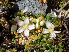 Montia drucei