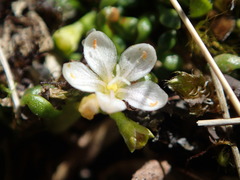 Montia drucei