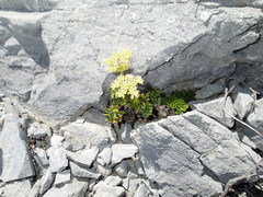 Anisotome pilifera