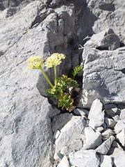 Anisotome pilifera