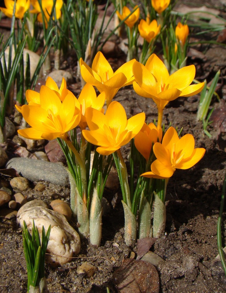 Ankara Crocus